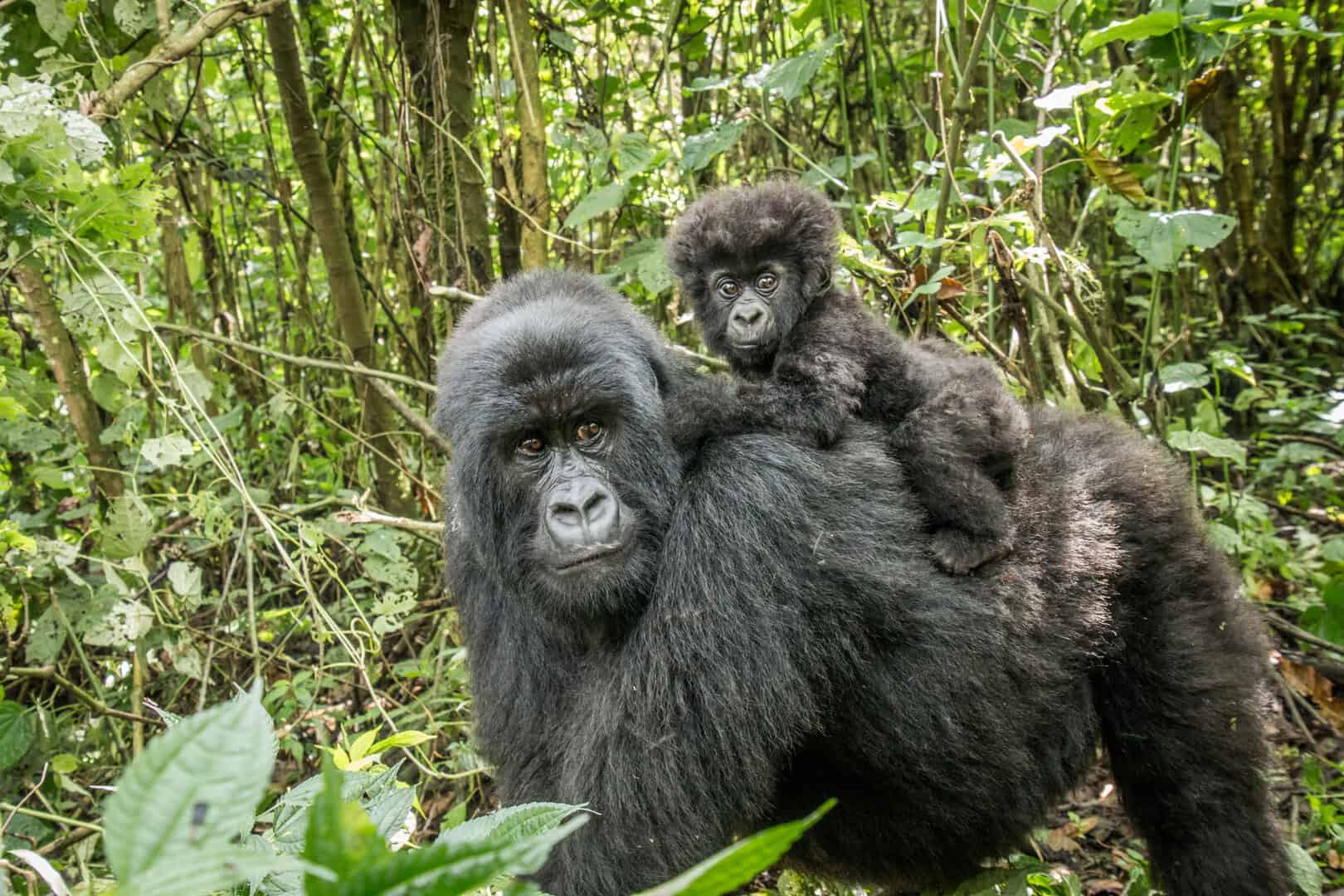 Rivelato il genoma degli grandi scimmie: quanto assomigliano alla specie umana?