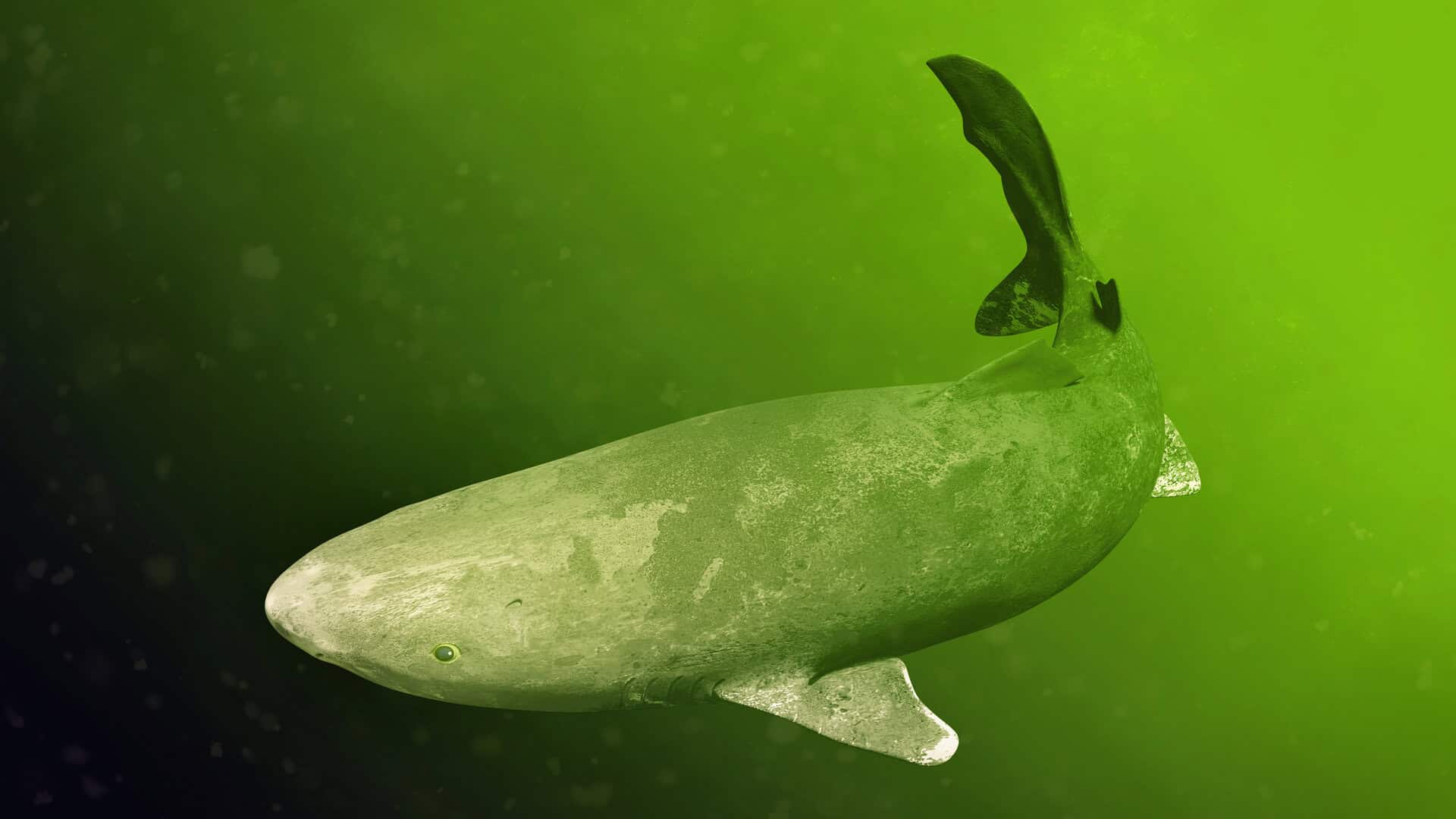 Segreti anti-invecchiamento? Il vertebrato più longevo rivela una grande sorpresa