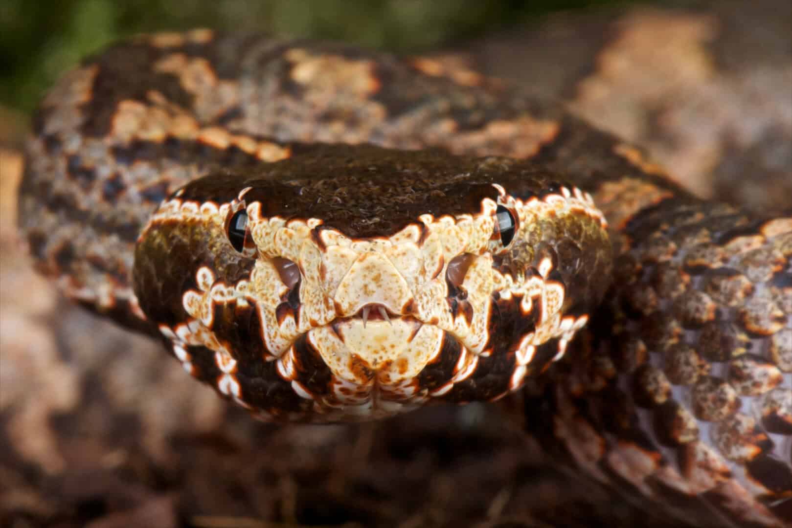 nuova vipera cinese