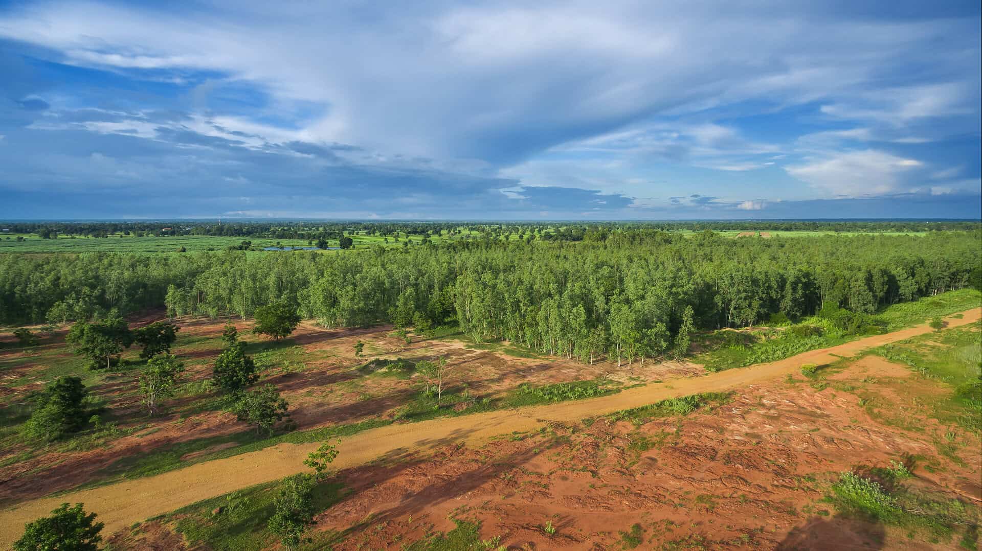 Oltre le aspettative: la riforestazione può rimuovere 10 volte più CO2 dall’atmosfera di quanto si pensasse