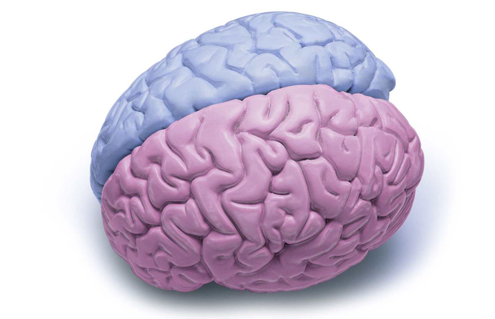 Sesso e genere: come agiscono diversamente nel nostro cervello