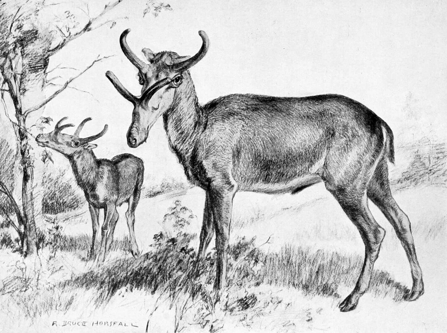 Dopo l’ultima grande estinzione: tracciati 66 milioni di anni di evoluzione dei mammiferi