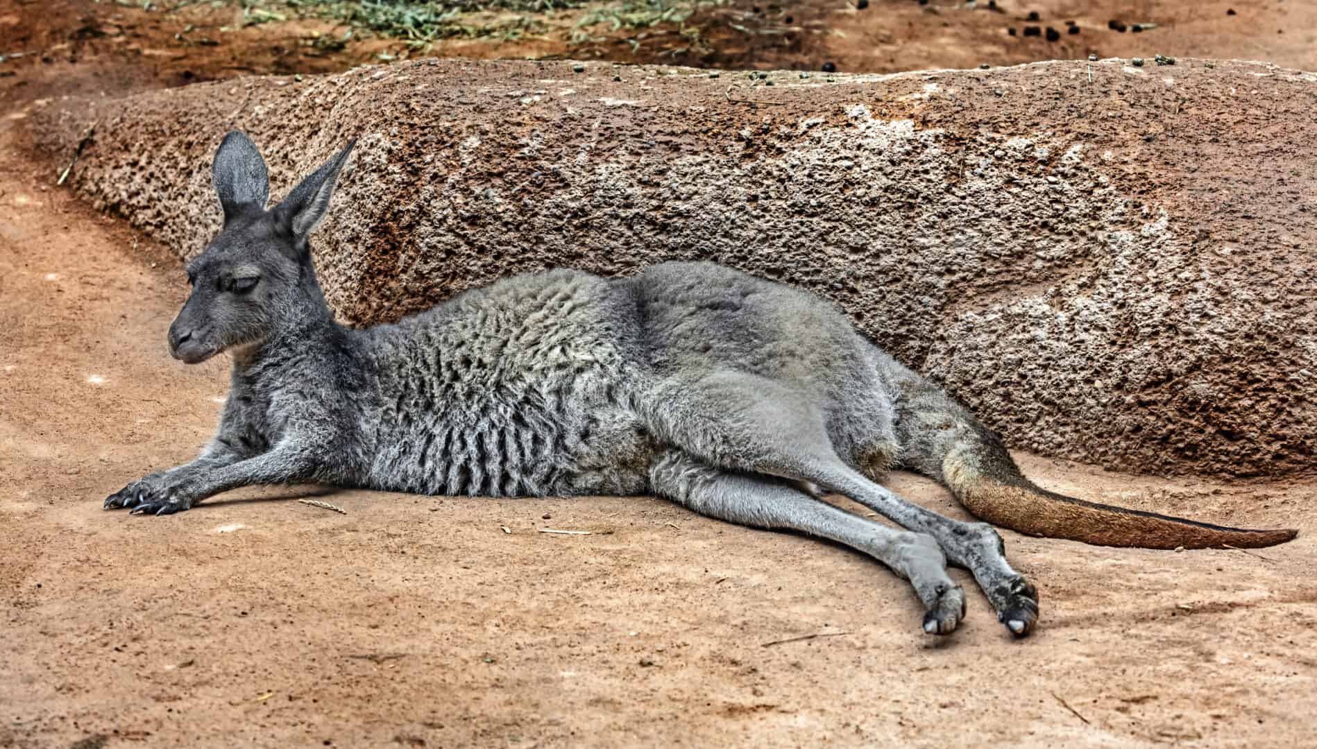 La più antica trasmigrazione di animal della storia da parte dell'uomo: avvenne 42 mila anni fa