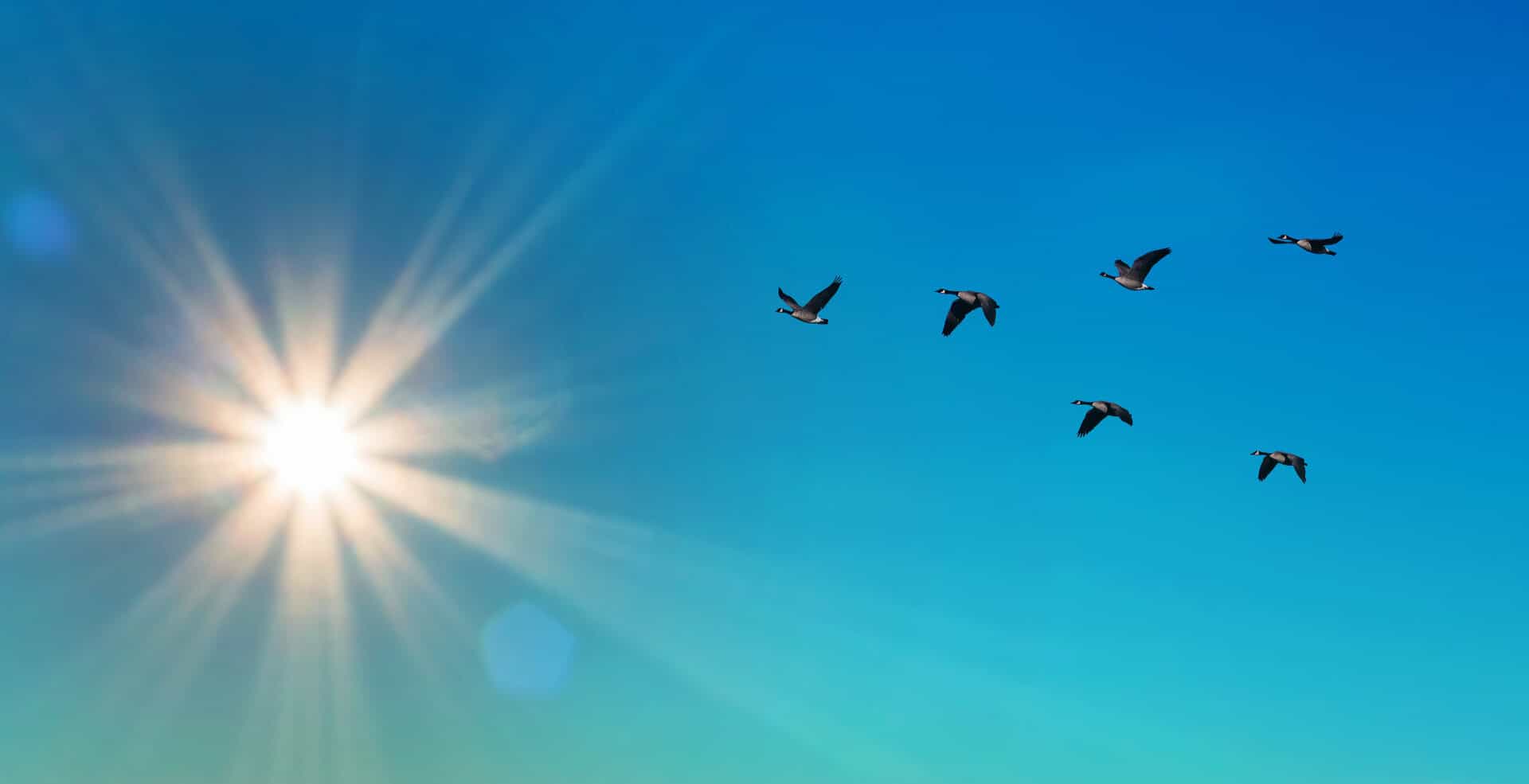 Perché gli uccelli volano in formazione a V?