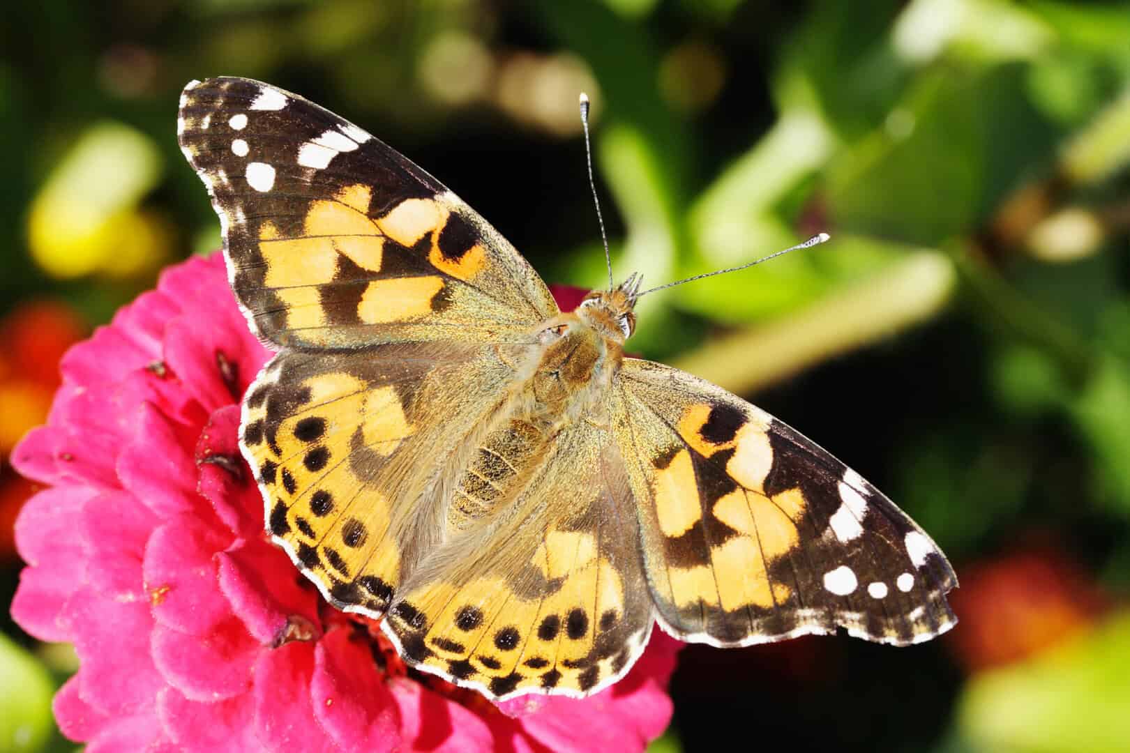 vanessa cardui farfalle africa atlantico