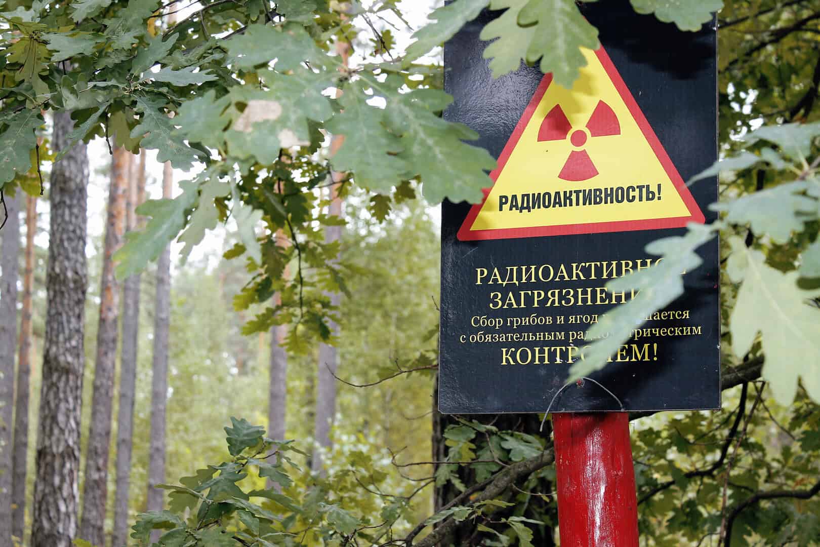 zona di eslcusioni chernobyl uccelli