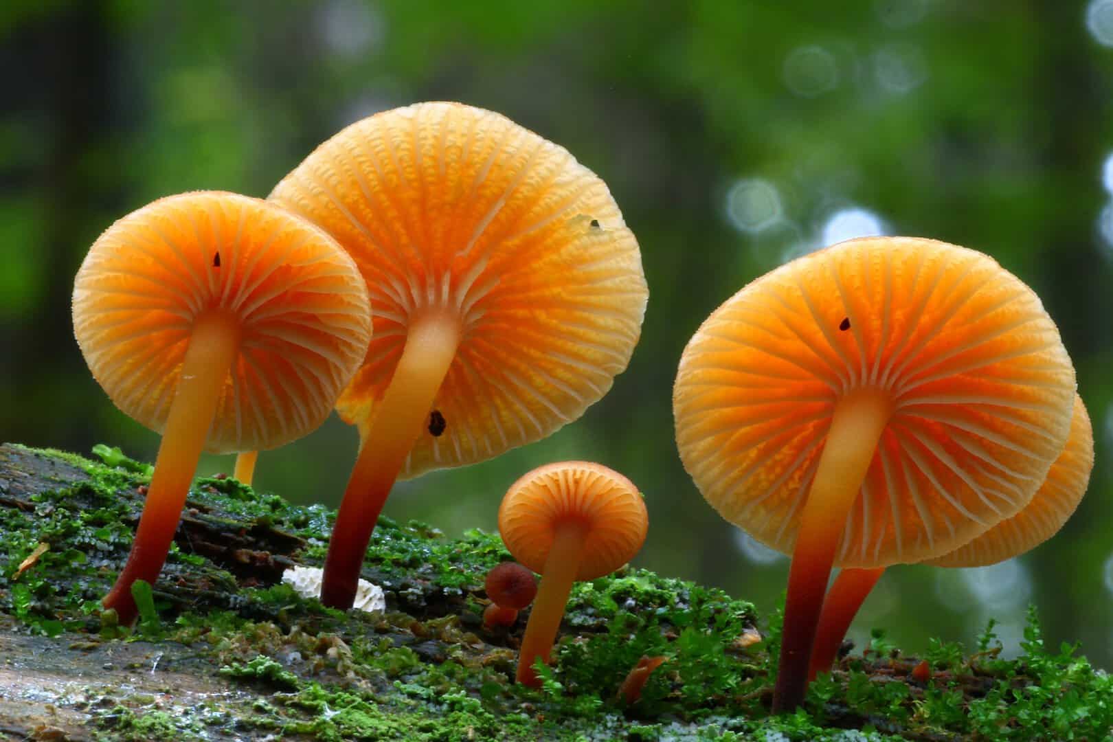 Scoperte due nuove specie di funghi allucinogeni in Africa: ecco come vengono utilizzati