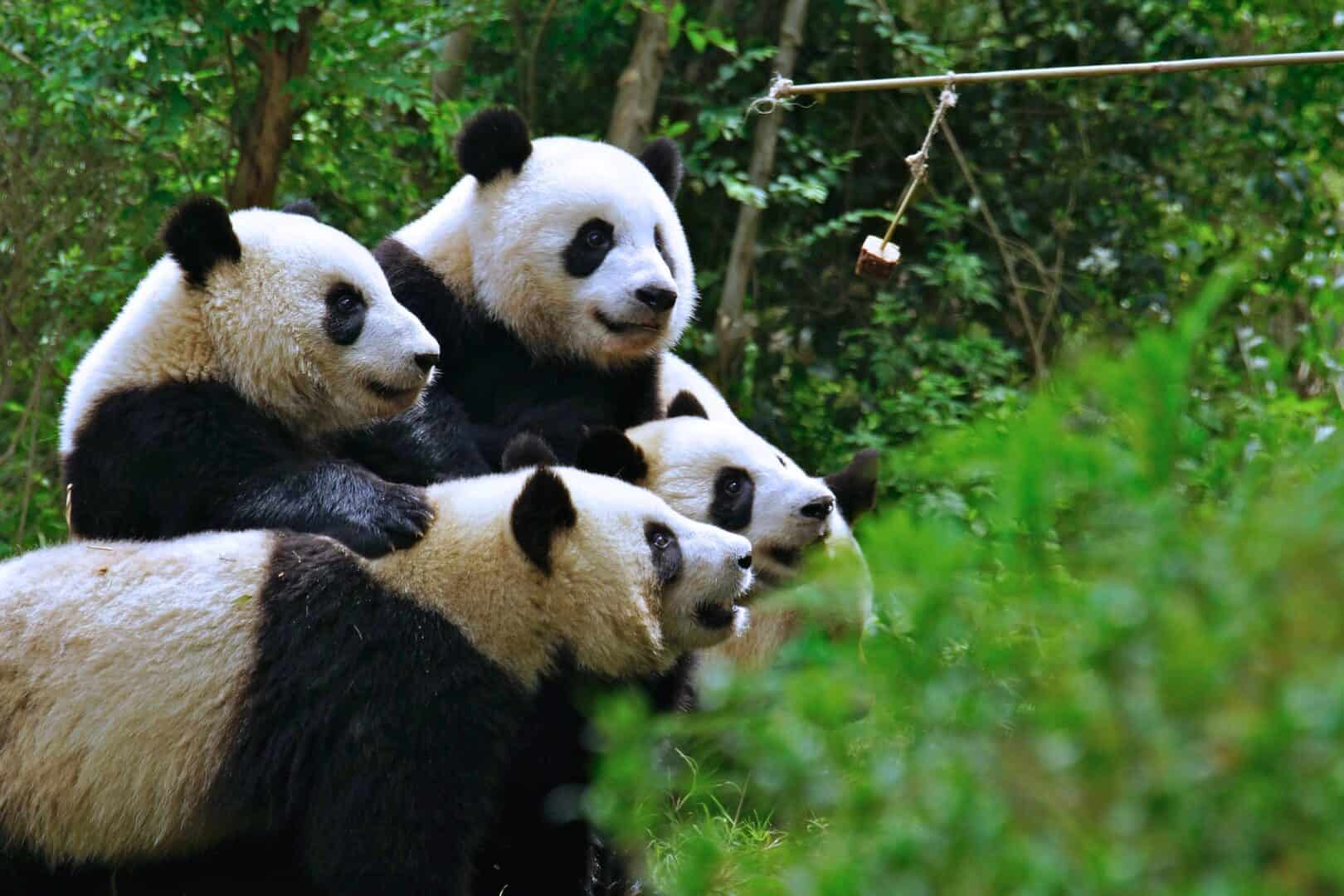 Straordinario evento a Hong Kong: la panda più anziana a partorire per la prima volta ha messo al mondo due gemelli
