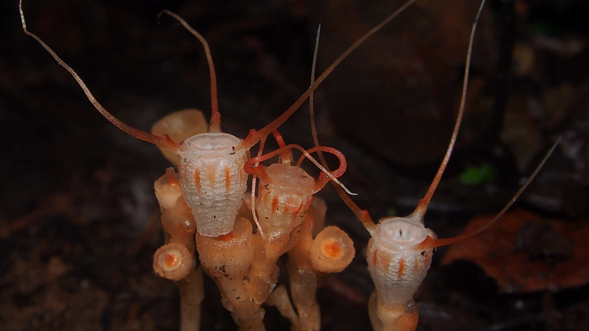 Scoperta una pianta micoeterotrofa: ruba i nutrienti per sopravvivere senza fotosintesi