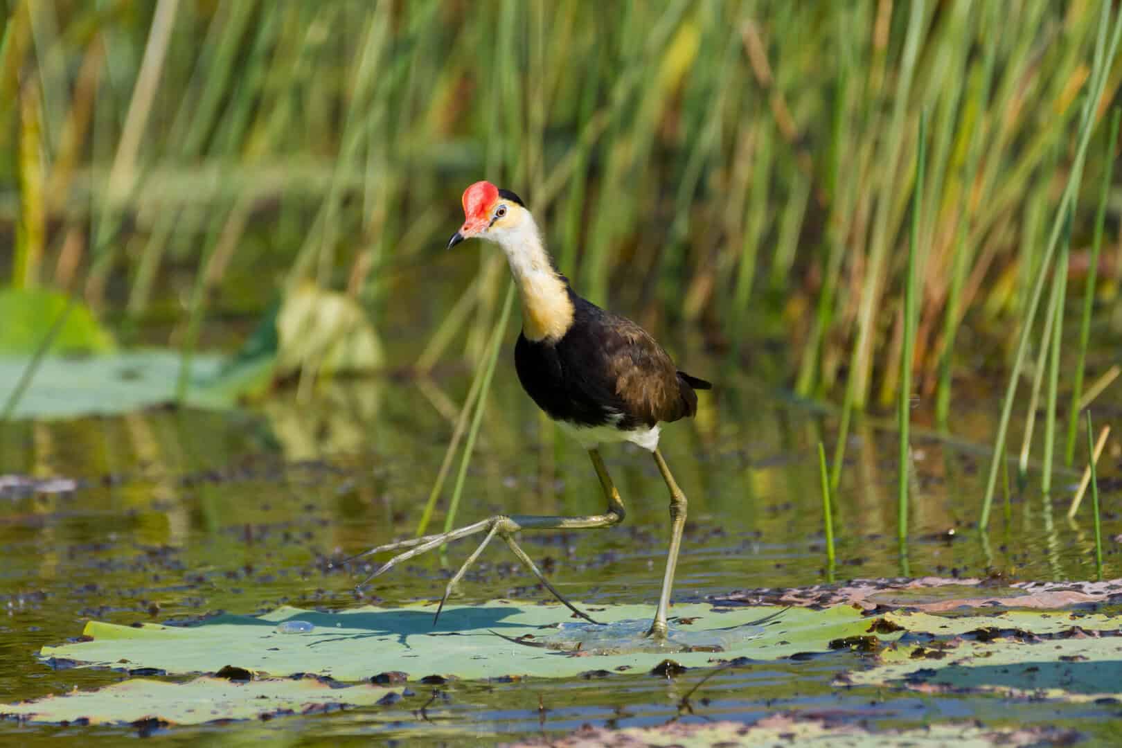 Come i “Jesus birds” sembrano camminare sull’acqua