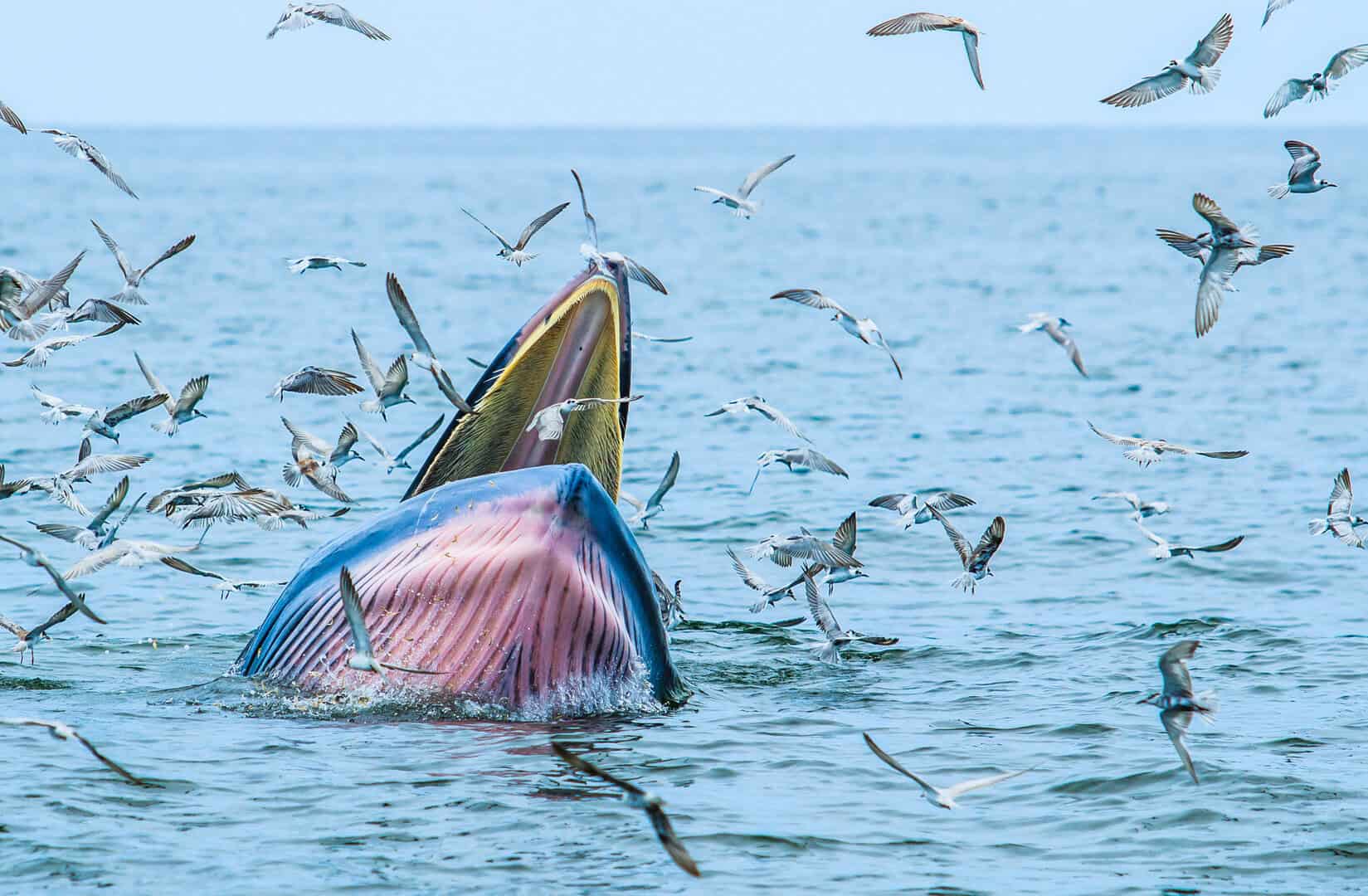 Il misterioso suono nella fossa delle Marianne ha finalmente una spiegazione