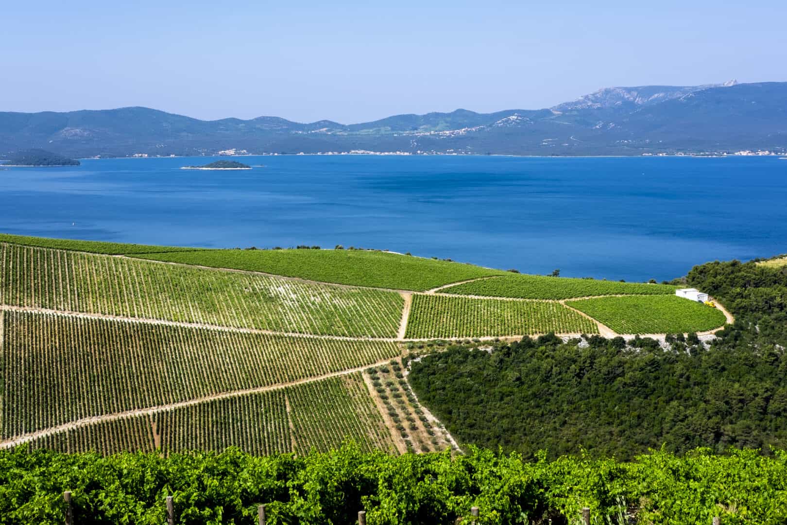 Viaggio in Croazia. Alla scoperta dei vigneti di Pelješac