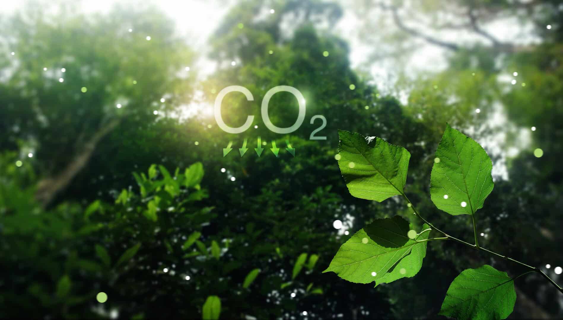 Le foreste si stanno trasformando in emettitori di CO2! La causa? Il riscaldamento globale