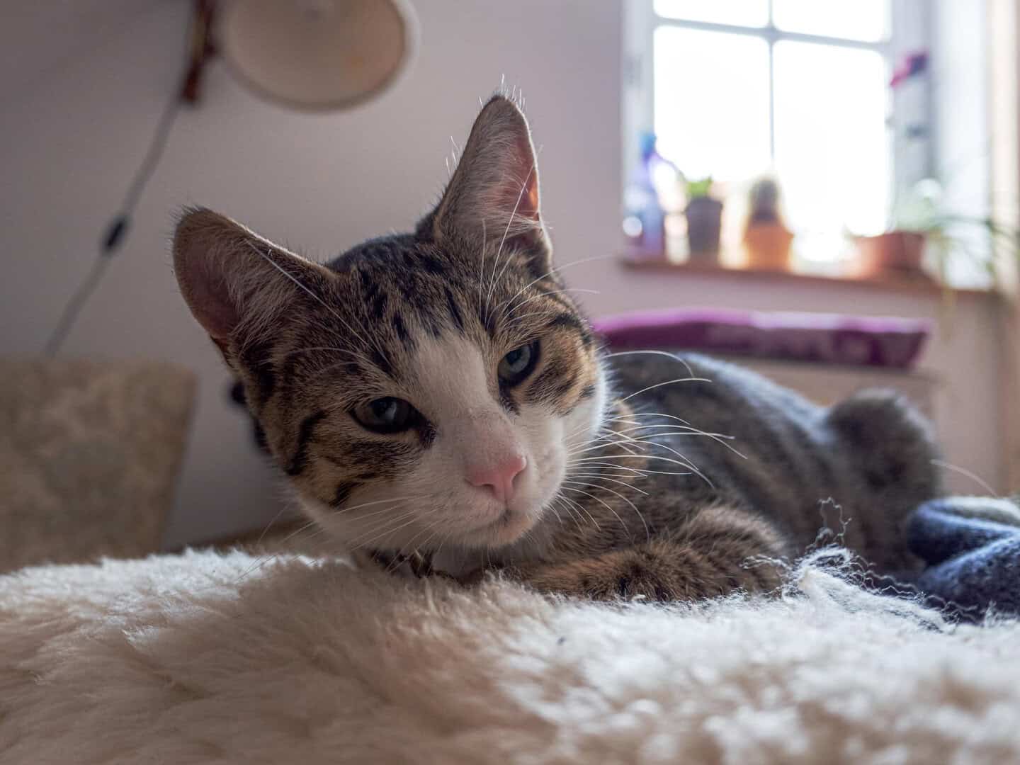 I gatti soffrono la perdita? Probabilmente sì, anche di altri animali