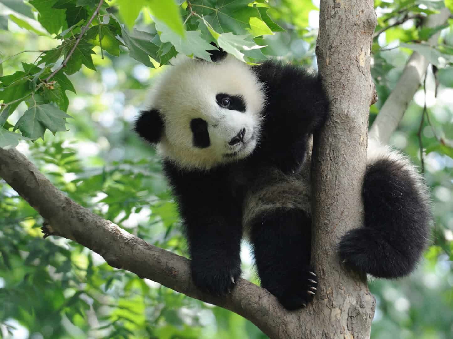 I panda antichi? Vivevano in Europa e mangiavano carne