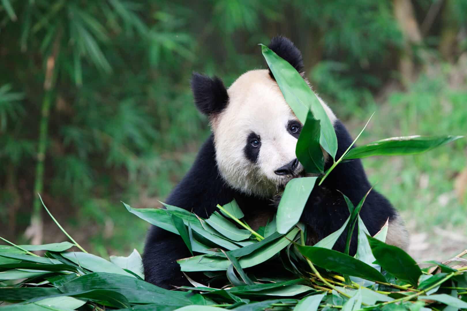 Come salvare la specie del panda gigante? Ecco cosa intende fare la scienza