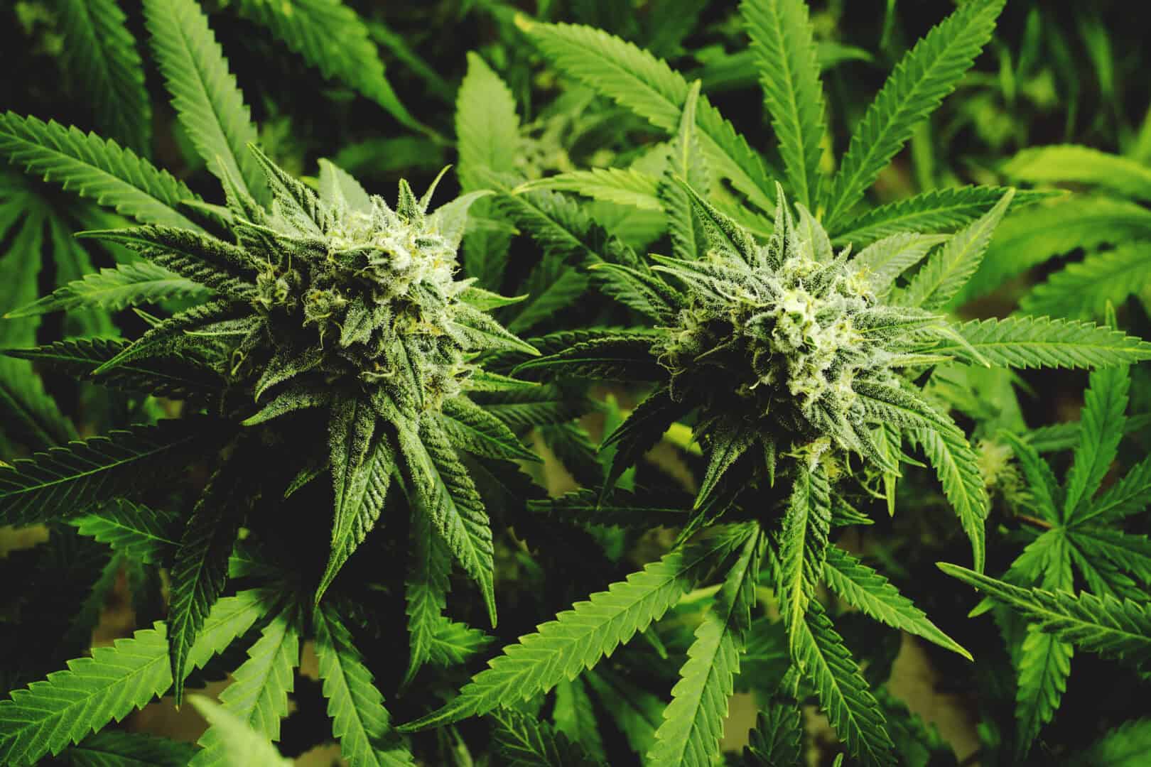Cannabis: è sempre più diffusa, ma gli adolescenti non seguono la tendenza