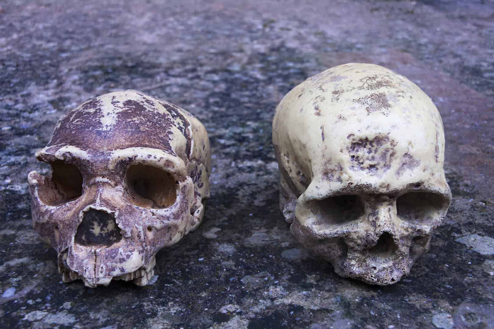 L'origine delle sepolture: forse una competizione tra Home sapiens e Neanderthal ne fu la causa