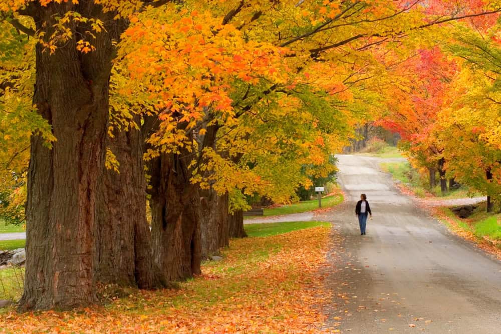 FOTO dal Vermont in Autunno: lo spettacolo del foliage prima dell'arrivo dell'Inverno 13 shutterstock 2444293179