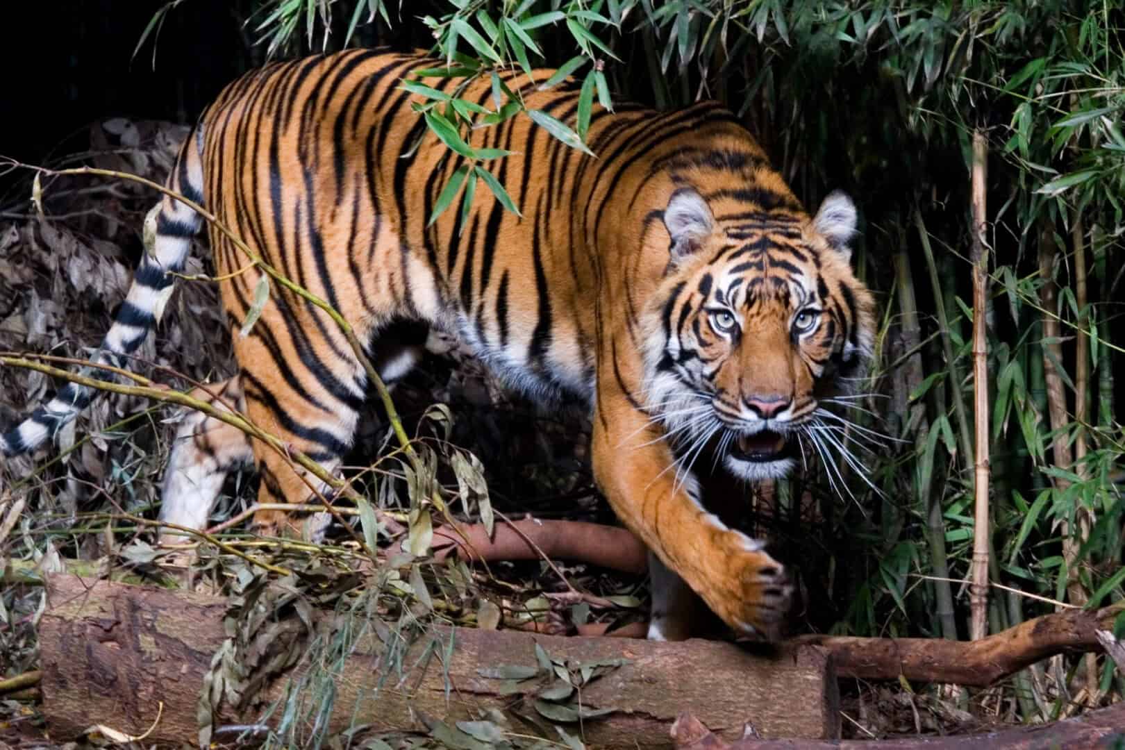 Orsi, tigri, lupi: quale è il mammifero predatore più feroce?