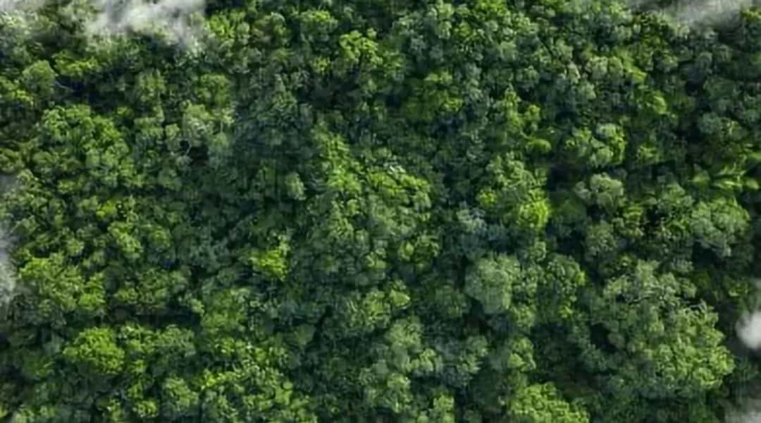 Barriere verdi contro il caos Meteo: il potere nascosto degli alberi 2 Screenshot 20241031 095448 Gallery