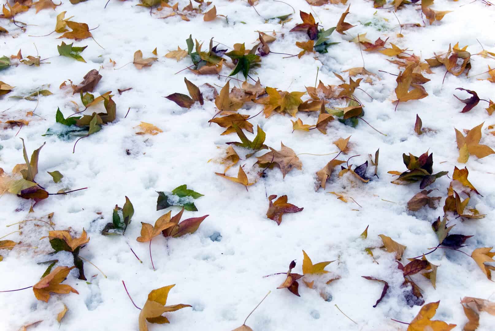 Meteo, la neve arriverà presto: una riserva d'acqua per l'Estate 4 dreamstime m 7454939