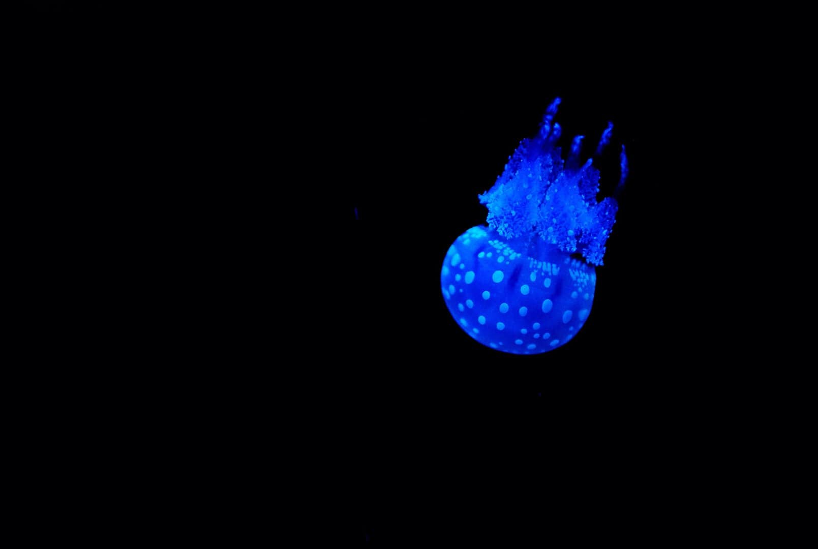 Cosa succede nel profondo oceano? I processi all'origine della vita