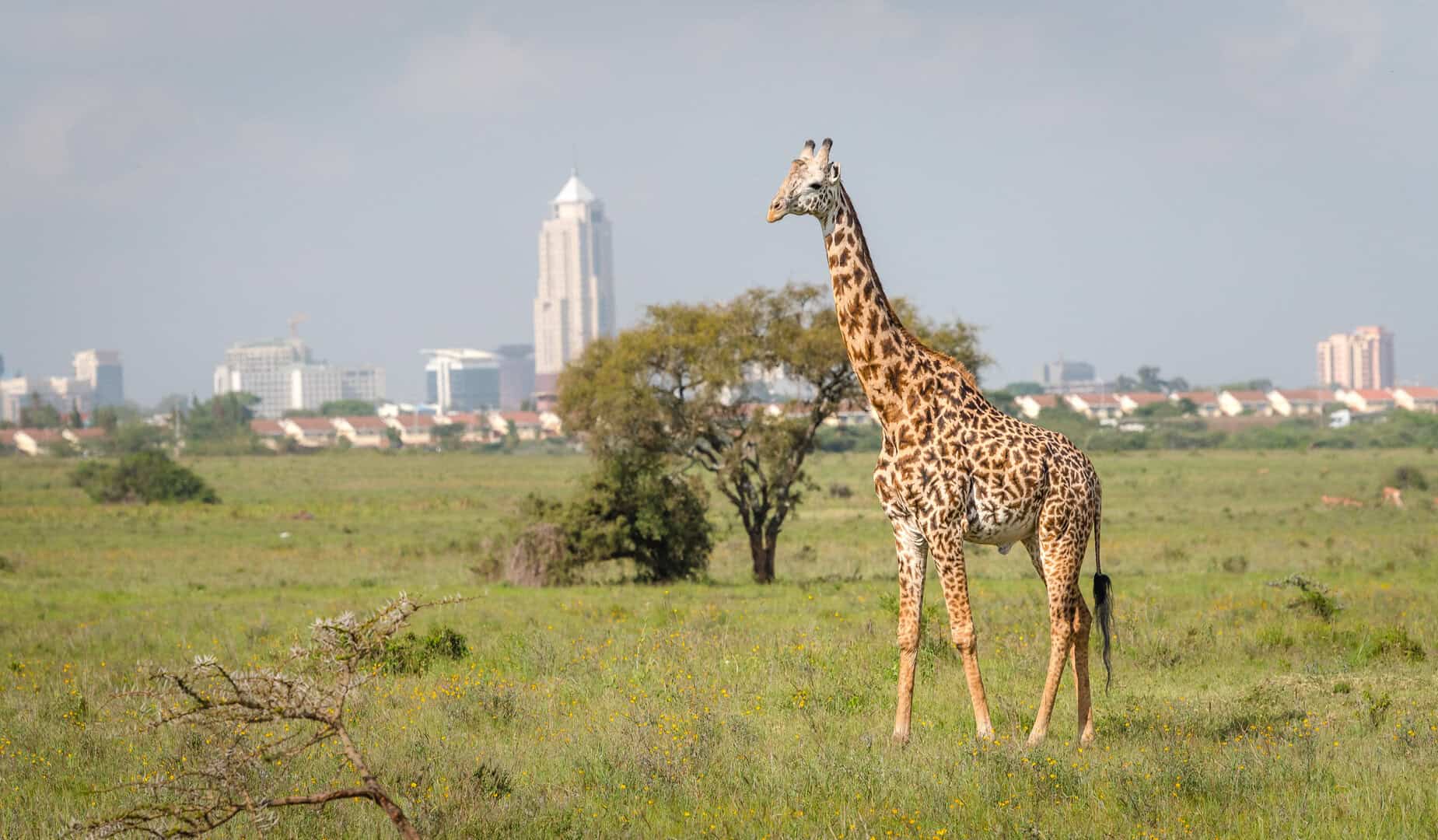 Turismo a Nairobi: caldo inverno e unione di natura e modernità