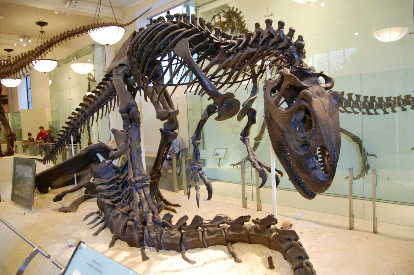 Turismo natalizio. Al Museo di Storia Naturale di New York tra dinosauri