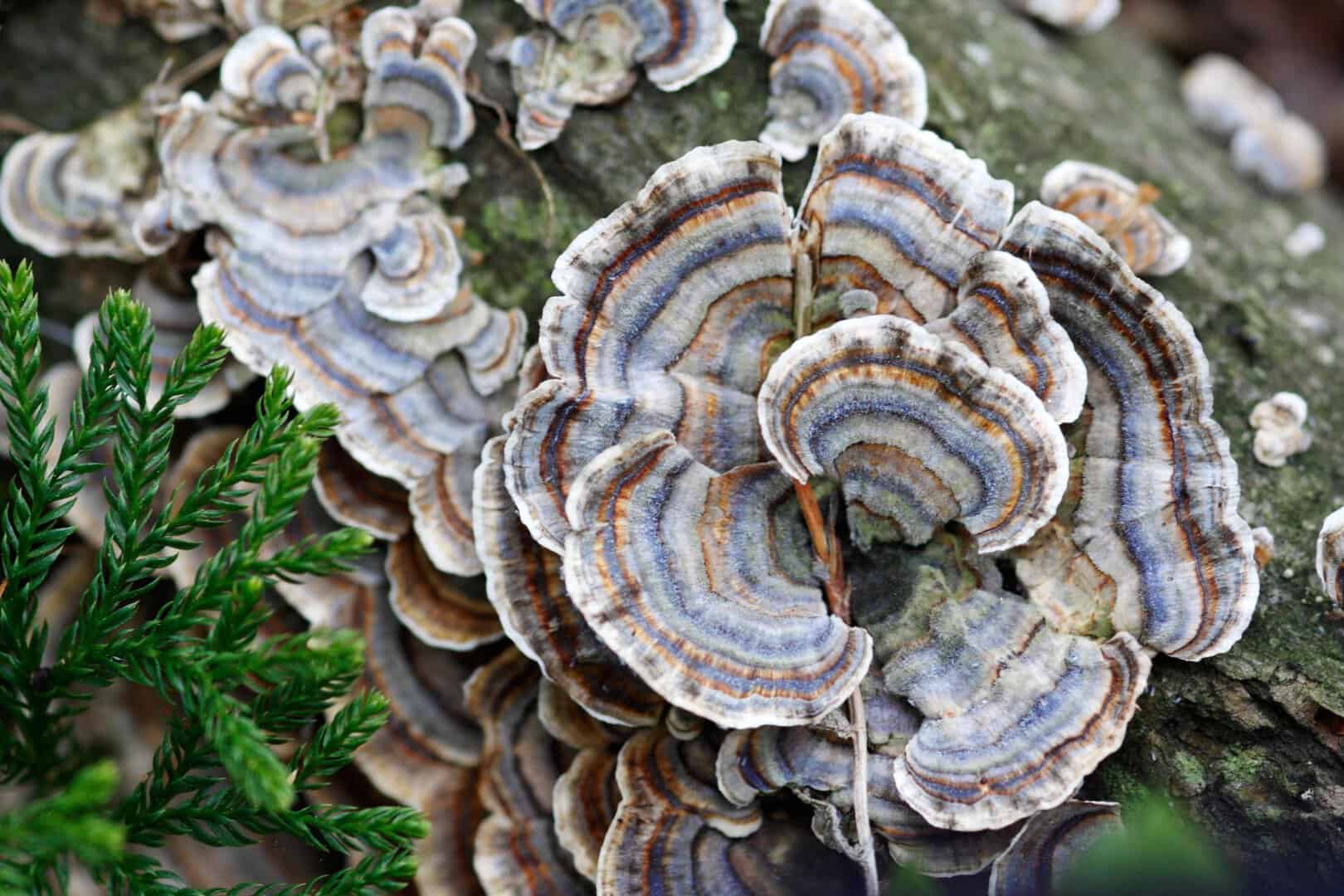 I funghi sono intelligenti? La comprensione della cognizione primitiva in organismi senza cervello
