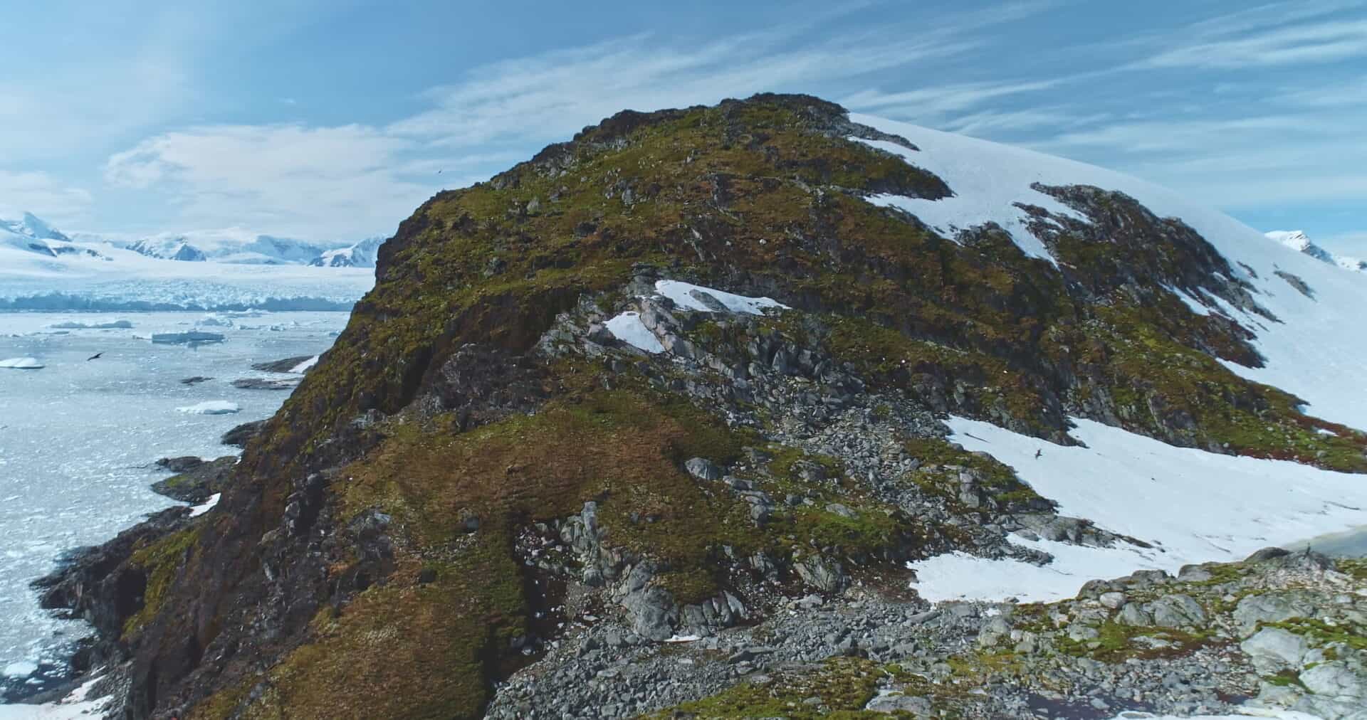L’Antartide diventa verde, un segno preoccupante dei cambiamenti climatici