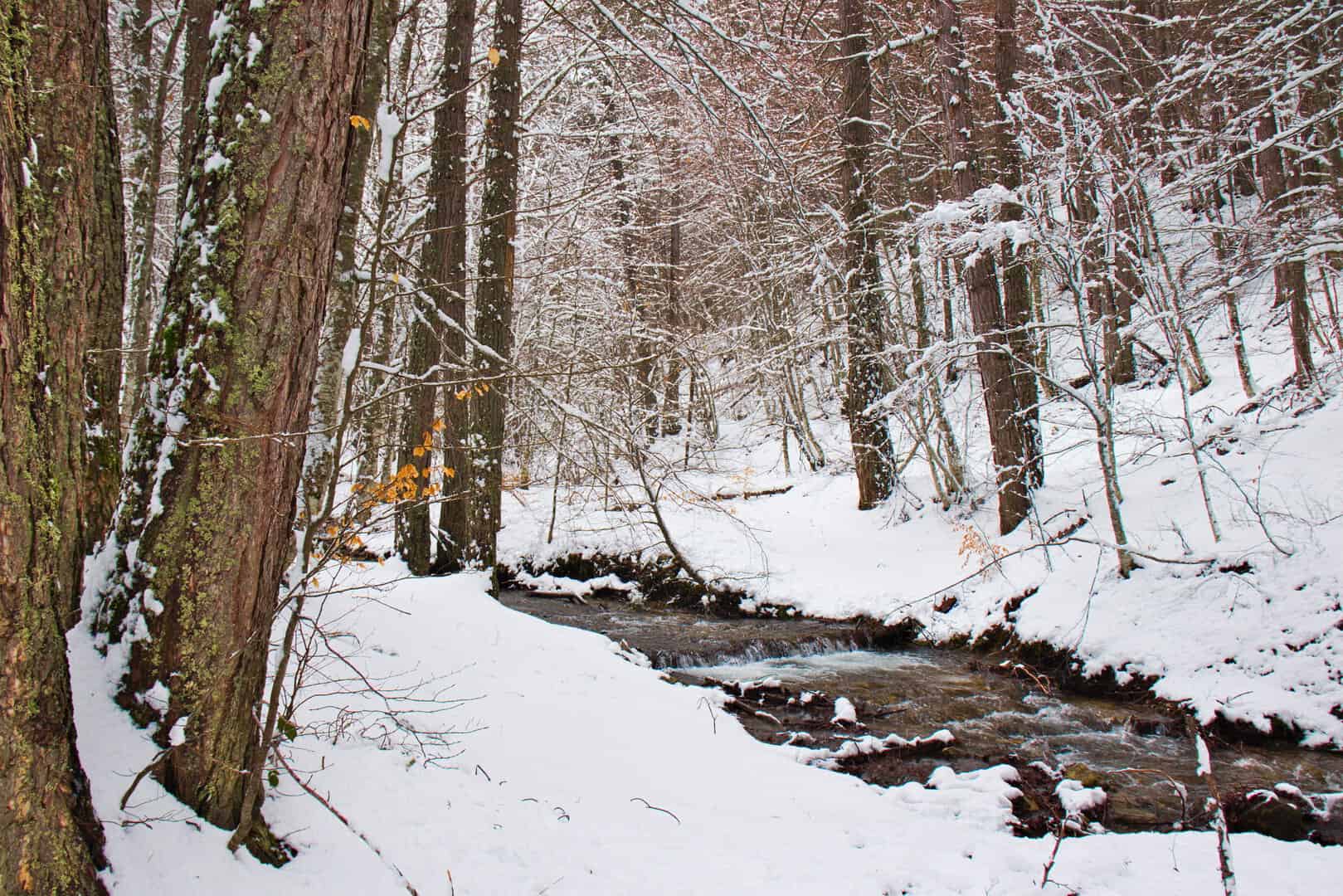 Turismo a Camigliatello Silano. Scopri sci, ciaspolate ed escursioni invernali