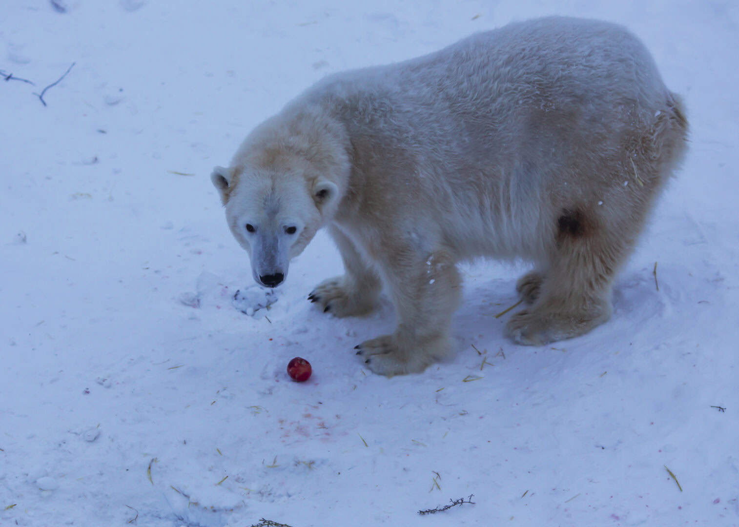 Viaggio a Rovaniemi. Avvistamento orsi polari al Ranua Wildlife Park e consigli climatici