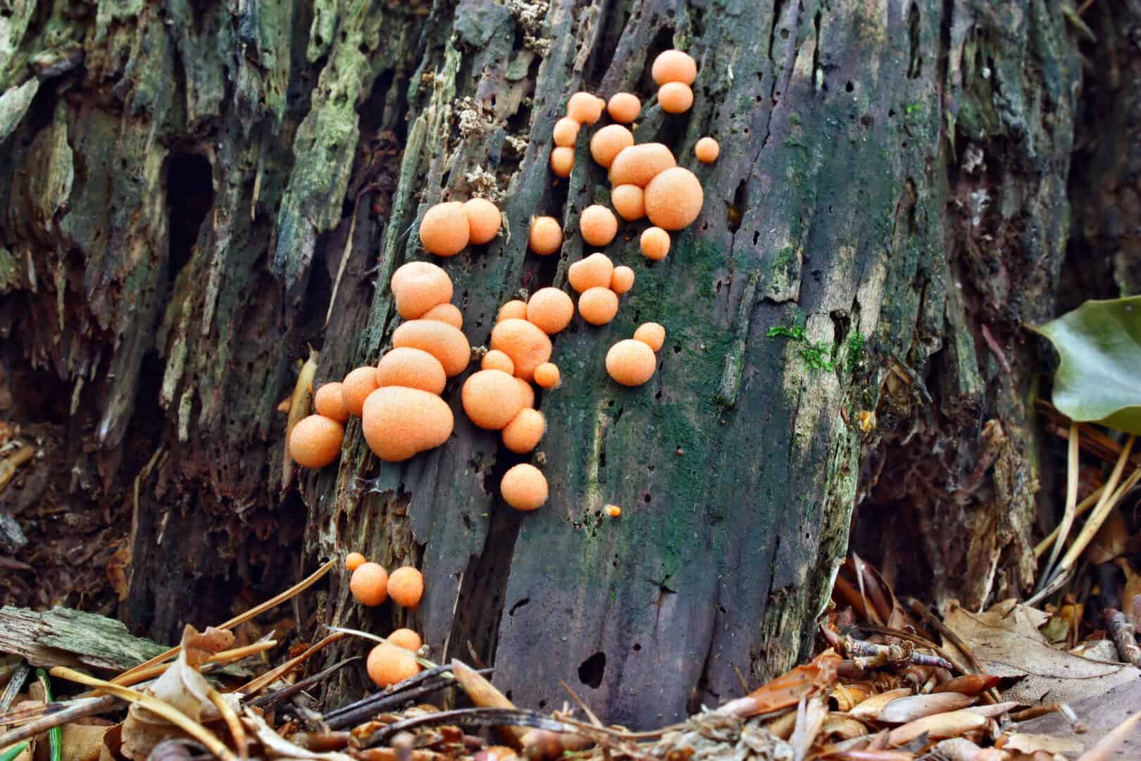 Il cambiamento climatico mette a rischio estinzione un quarto delle specie di alberi