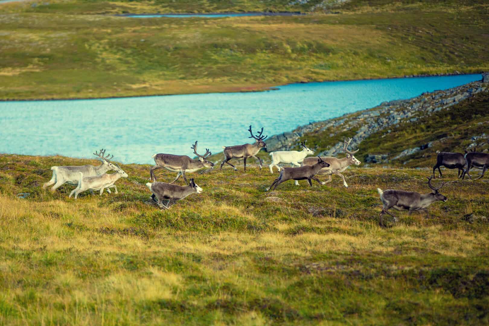 Il drammatico impatto del riscaldamento globale sulla tundra artica