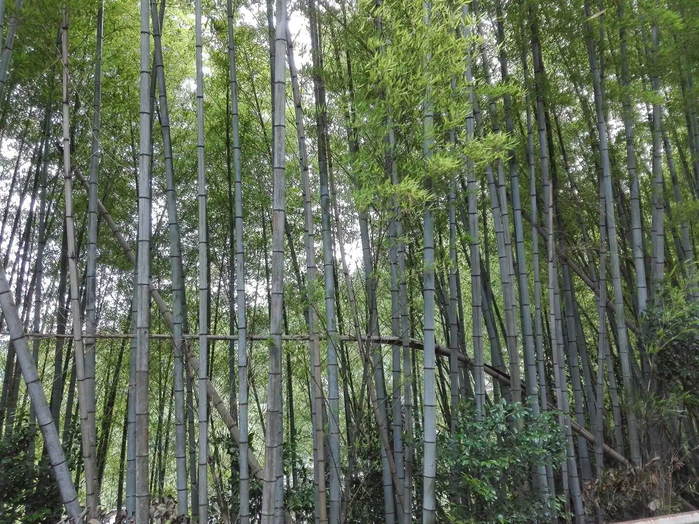 Il bambù come risorsa per intrappolare il carbonio e mitigare il riscaldamento globale