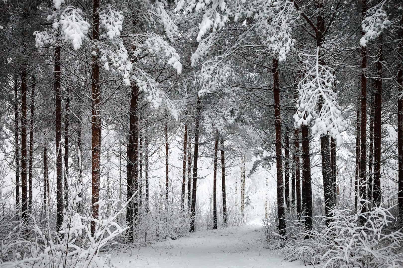 Meteo Finlandia: weekend mite, ma da venerdì torna il freddo e anche la neve