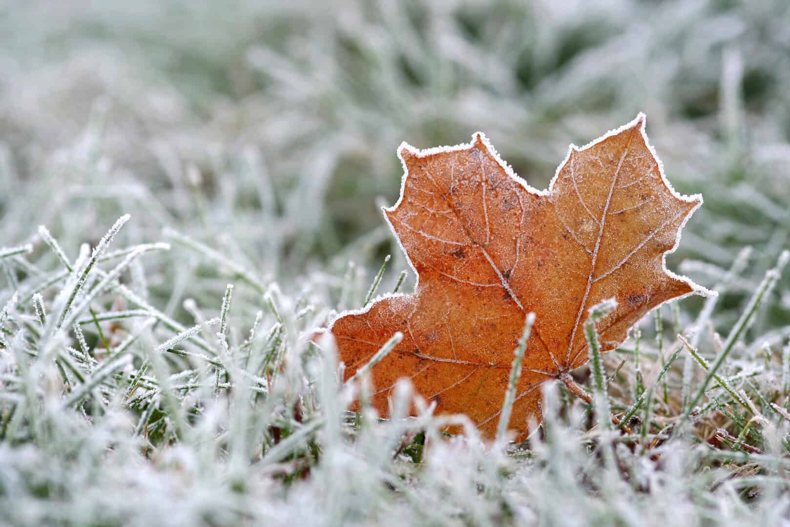Meteo Polonia: Zimni ogrodnicy in arrivo prima del previsto