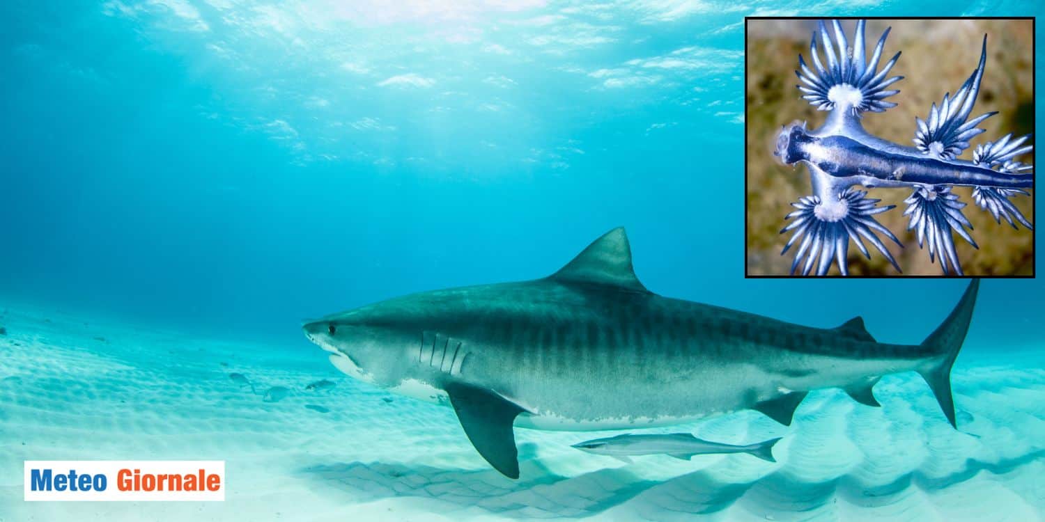 Coste sotto osservazione: dopo squali e meduse arriva il temuto “drago blu”