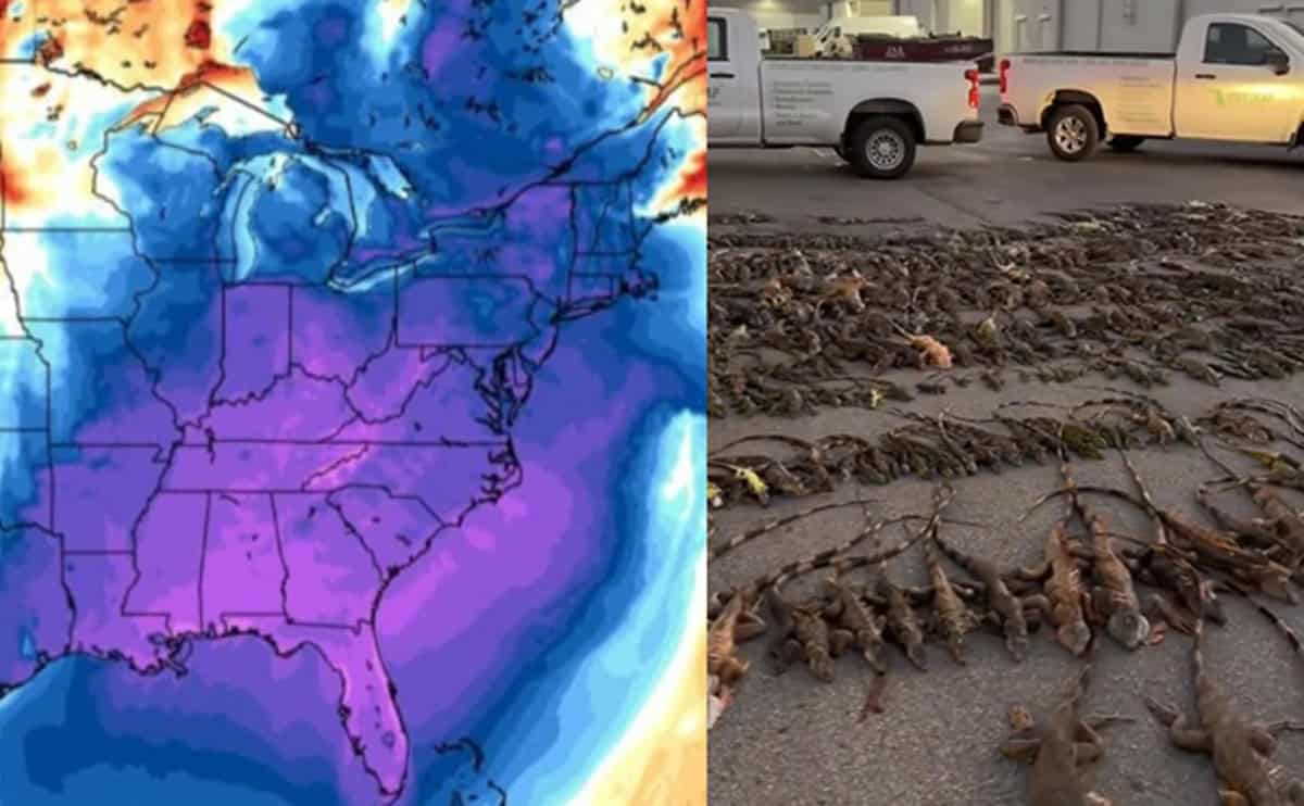 Gelo in Florida, “pioggia” di iguane per le strade