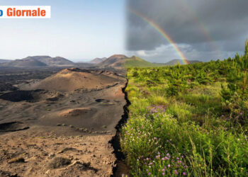 Lanzarote e Canarie piogge record. L'isola desertica diventa verdissima.