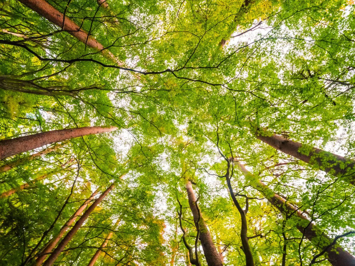 Estrarre il carbonio dall’aria: alberi o macchine?