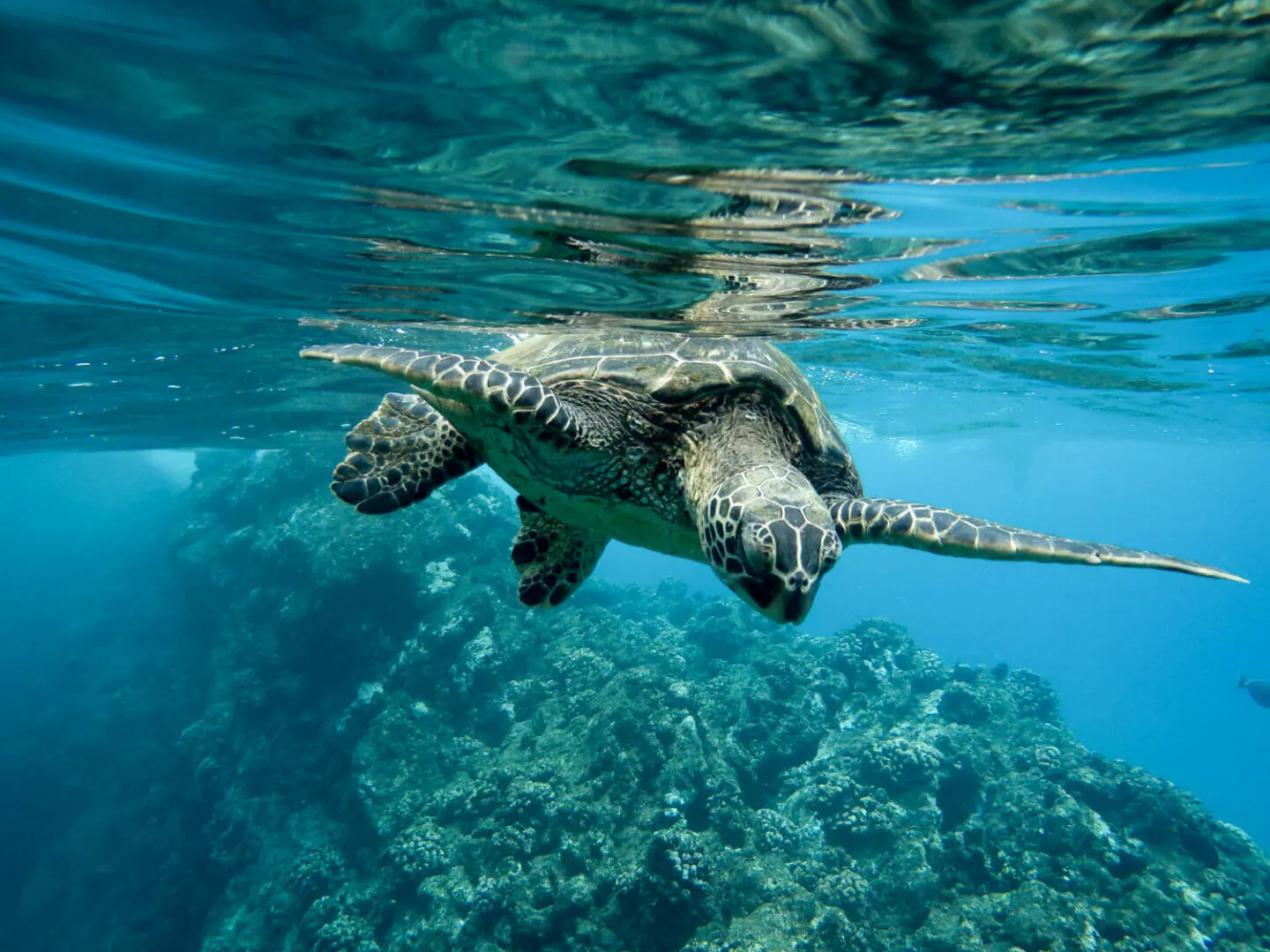 Impatto degli uragani sulla fauna selvatica della Florida: fenicotteri spostati e lamantini arenati