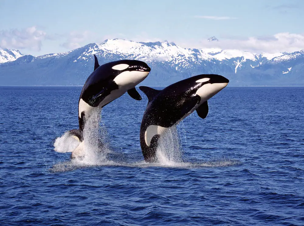 Raro avvistamento di orca durante una gita al largo della Florida