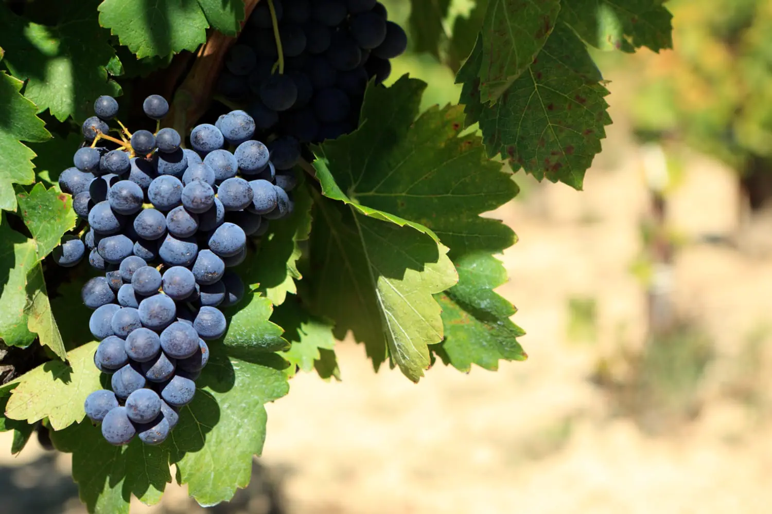 Il clima mette i viticoltori di Napa tra un’annata spettacolare e la muffa con la vendemmia tardiva