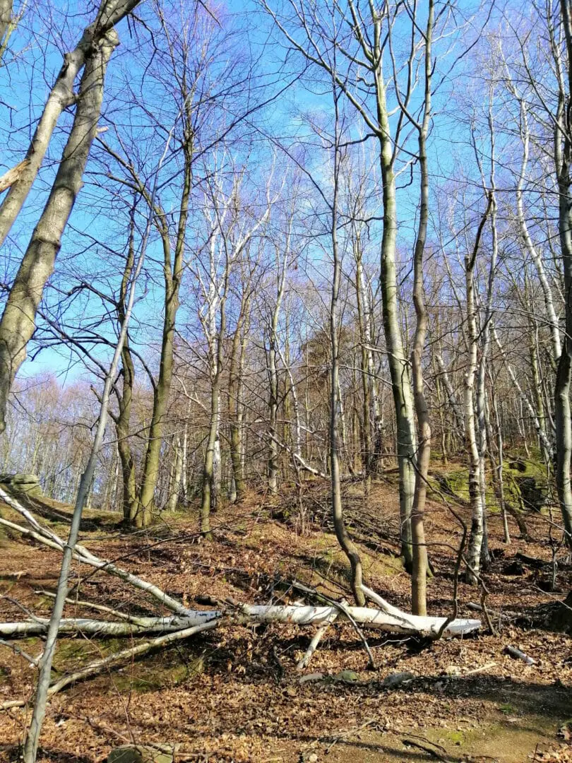 Maltempo in Calabria: vento forte sradica alberi nella sila cosentina