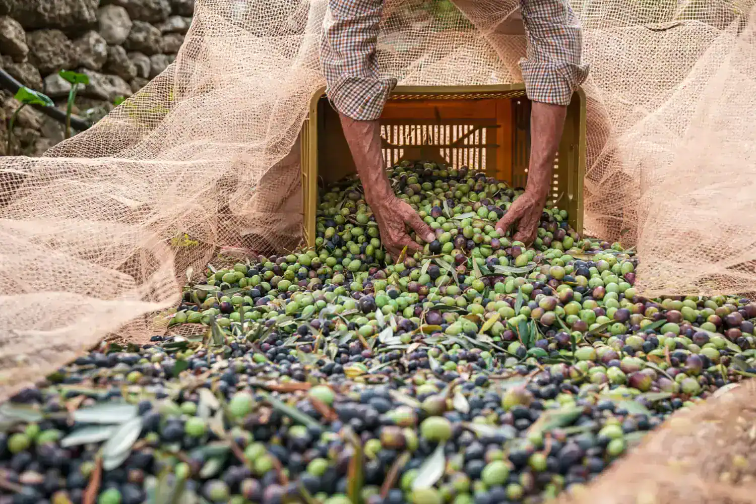 Vento e Ghiaccio ad Andria Danneggiano Alberi Durante Raccolta Olive
