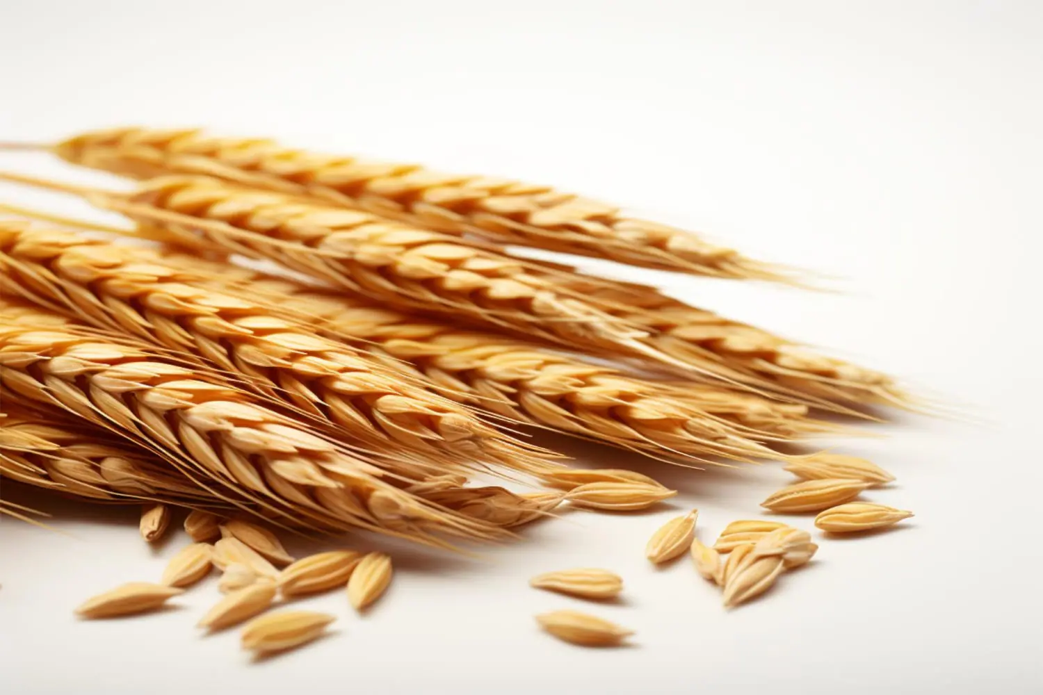 Il grano africano senza glutine ha proprietà antiossidanti scoperte