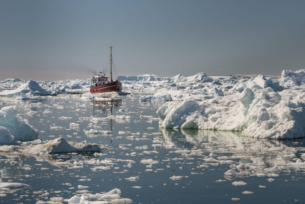 Il merluzzo artico minacciato dal cambiamento climatico