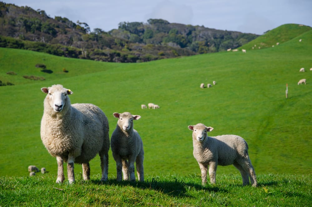 Il carbon farming contrasta efficacemente il cambiamento climatico?